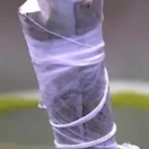 5 Mango Xoai Tuong Elephant Cuttings Scions for Grafting - Create Fruit Trees Outdoor - Image 7