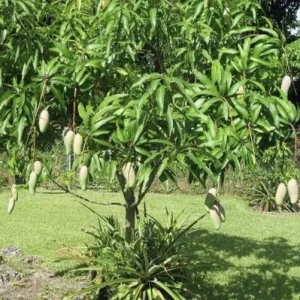 5 Mango Xoai Tuong Elephant Cuttings Scions for Grafting - Create Fruit Trees Outdoor - Image 8