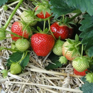 5 Mara Des Bois Strawberry Live Plants - Everbearing Bare Root - Image 1