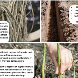 5 Mary Washington Asparagus Crowns - Heirloom 2-Year Perennial Plants - Image 4