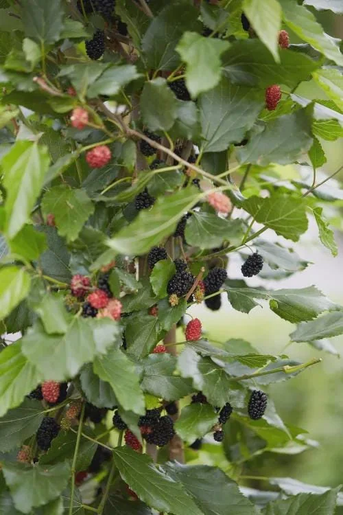 5 Mojo Berry Mulberry Bush Starter Plants – Dwarf Morus rotundiloba – Self-Pollinating Fruit Bush - Image 2