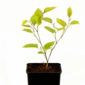 5 Mojo Berry Mulberry Bush Starter Plants – Dwarf Morus rotundiloba – Self-Pollinating Fruit Bush - Image 4