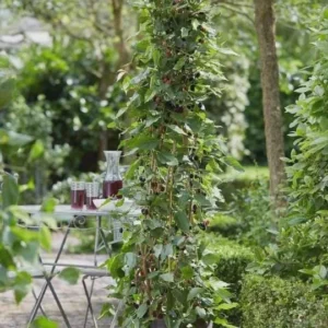 5 Mojo Berry Mulberry Bush Starter Plants – Dwarf Morus rotundiloba – Self-Pollinating Fruit Bush - Image 7