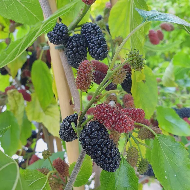 5 Mojo Berry Mulberry Bush Starter Plants – Dwarf Morus rotundiloba – Self-Pollinating Fruit Bush - Image 1