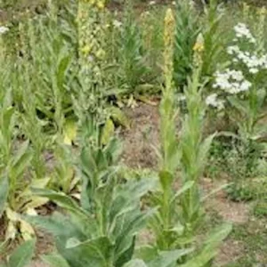 5 Mullein Plant Verbascum Thapsus Organic Bare Root Wildflower - No Foliage - Image 2
