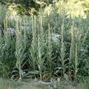 5 Mullein Plant Verbascum Thapsus Organic Bare Root Wildflower - No Foliage - Image 4