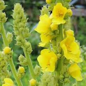5 Mullein Plant Verbascum Thapsus Organic Bare Root Wildflower - No Foliage - Image 5