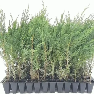 5 Murray Cypress Live Plants - Fast Growing Evergreen Privacy Screen, 30-40 ft Tall - Image 1