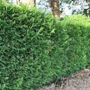 5 Murray Cypress Live Plants - Fast Growing Evergreen Privacy Screen, 30-40 ft Tall - Image 5