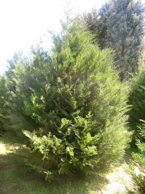 5 Murray Leyland Cypress Live Plants - Evergreen Shrub, 3-inch Container - Image 1