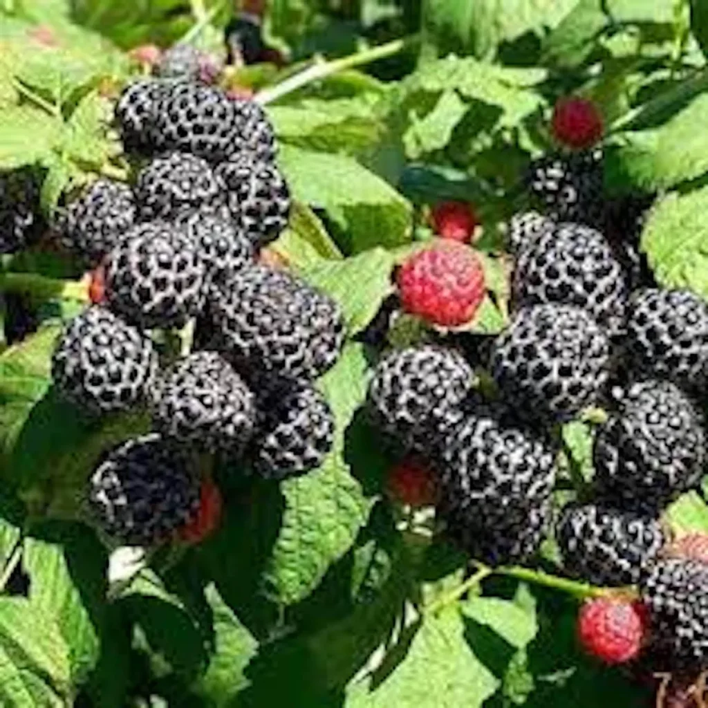 Mysore Black Raspberry Plant - Tropical Fruiting Bush, Bare Root