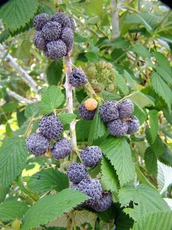 5 Mysore Black Raspberry Plant - Tropical Fruiting Bush, Bare Root Starter - Image 2