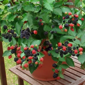 5 Navaho Blackberry Starter Plug Live Plants - Thornless Fruit Bush - Image 8