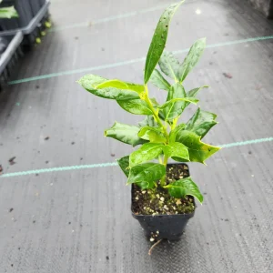 5 Nellie R. Stevens Holly Trees Live Plants - 4-6" Tall in 3" Pots - Image 2