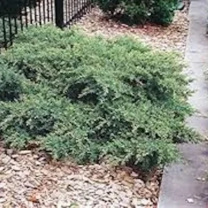 5 Nick's Compact Juniper Shrub Plugs – Blue-Green Evergreen Live Plants for Landscaping - Image 2