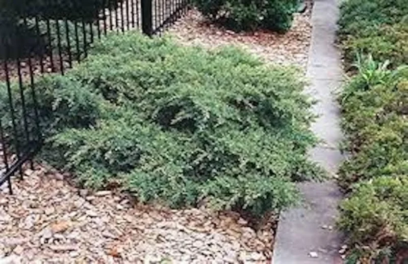 5 Nick's Compact Juniper Plugs: Blue-Green Evergreen Shrubs