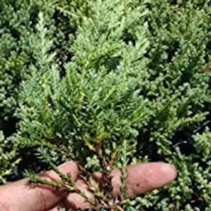 5 Nick's Compact Juniper Shrub Plugs – Blue-Green Evergreen Live Plants for Landscaping - Image 8