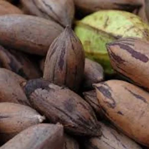 5 Northern Hardy Pecan Tree Seeds - Native Carya illinoinensis Seeds - Image 2
