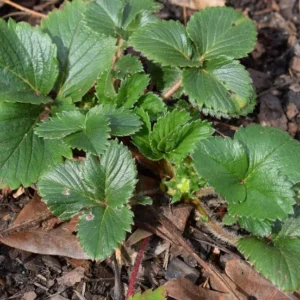 5 Ogallala Strawberry Bare Roots - Everbearing Fruit Plants for Gardens - Image 7