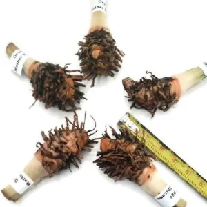 5 Orange Turmeric Mother Rhizomes (Curcuma longa) - Live Plant Organic - Image 2