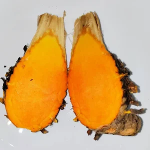 5 Orange Turmeric Mother Rhizomes (Curcuma longa) - Live Plant Organic - Image 3