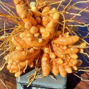 5 Orange Turmeric Mother Rhizomes (Curcuma longa) - Live Plant Organic - Image 4