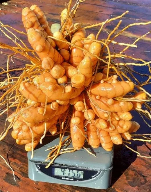 5 Orange Turmeric Mother Rhizomes (Curcuma longa) - Live Plant Organic - Image 4