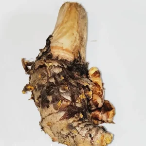 5 Orange Turmeric Mother Rhizomes (Curcuma longa) - Live Plant Organic - Image 5