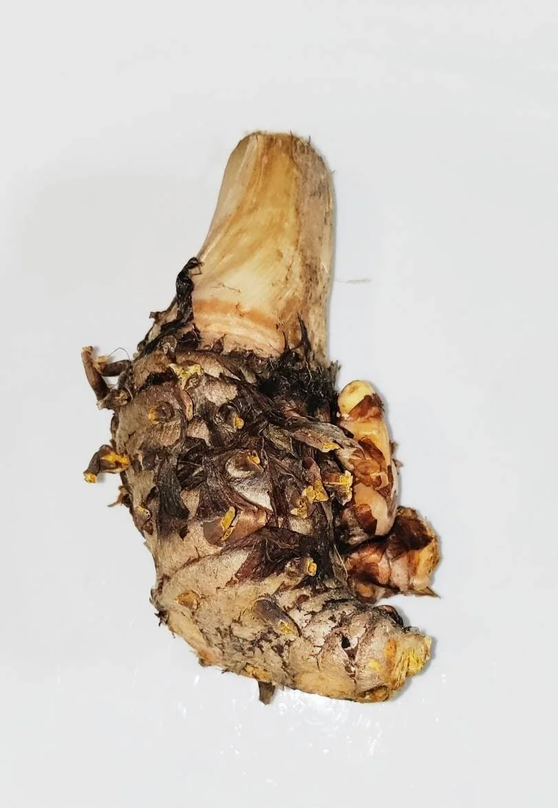 5 Orange Turmeric Mother Rhizomes (Curcuma longa) - Live Plant Organic - Image 5