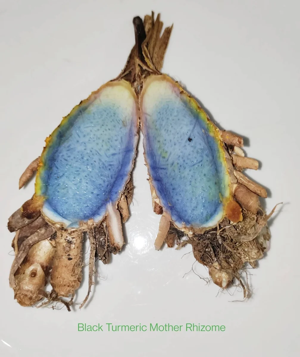 5 Orange Turmeric Mother Rhizomes (Curcuma longa) - Live Plant Organic - Image 6