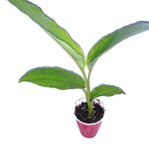 5 Orange Turmeric Mother Rhizomes (Curcuma longa) - Live Plant Organic - Image 7