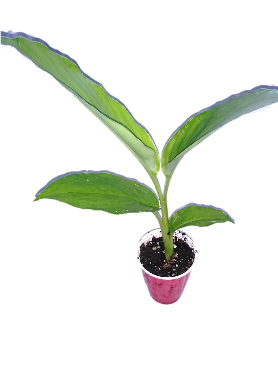 5 Orange Turmeric Mother Rhizomes (Curcuma longa) - Live Plant Organic - Image 7