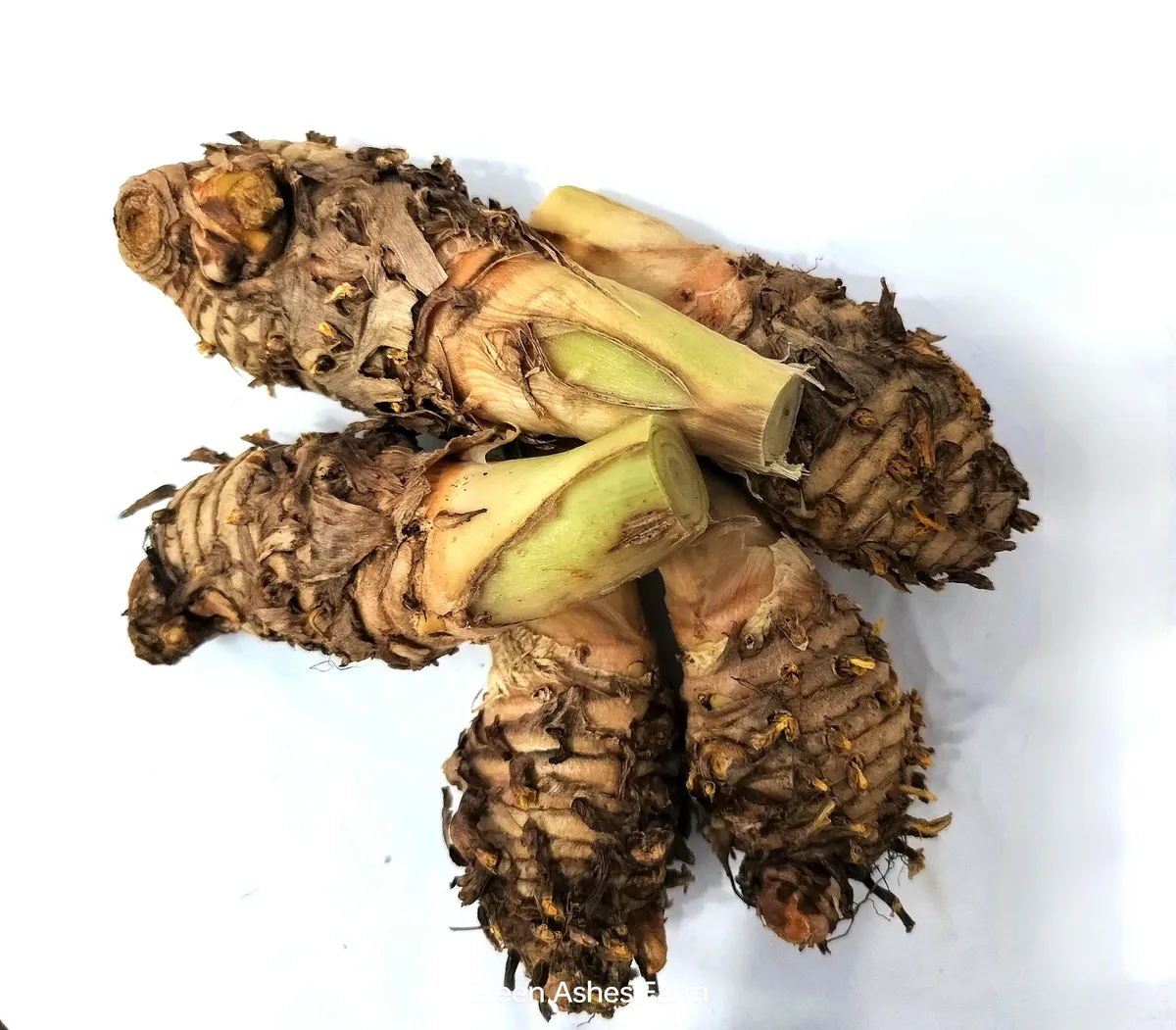 5 Orange Turmeric Mother Rhizomes (Curcuma longa) - Live Plant Organic - Image 1