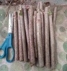 5 Organic American Elderberry Cuttings - Sambucus canadensis Live Fruiting Shrub - Image 2