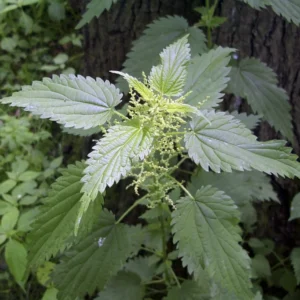 5 Organic Stinging Nettle Bare Roots - Urtica dioica Live Plant for Garden - Image 6