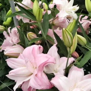 5 Oriental Lily Flower Bulbs - Mixed Double Pink & White Lilies for Garden - Image 12