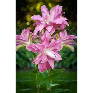 5 Oriental Lily Flower Bulbs - Mixed Double Pink & White Lilies for Garden - Image 14