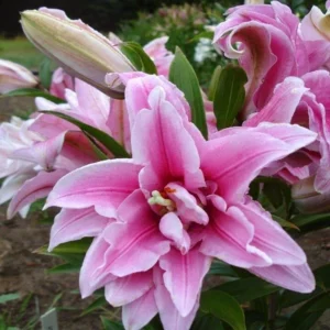 5 Oriental Lily Flower Bulbs - Mixed Double Pink & White Lilies for Garden - Image 4