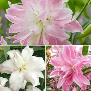5 Oriental Lily Flower Bulbs - Mixed Double Pink & White Lilies for Garden - Image 8
