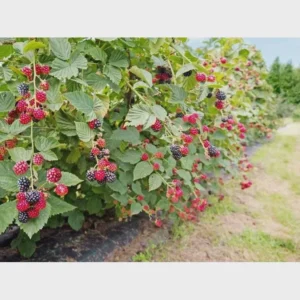 5 Osage Blackberry Starter Plug - Thornless Rubus 'Osage' Live Plant - Image 7