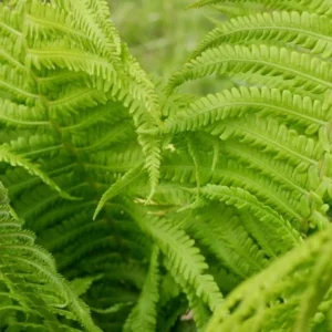 5 Ostrich Fern Rhizomes - Matteuccia Perennial Deciduous Fern for Shade - Image 2
