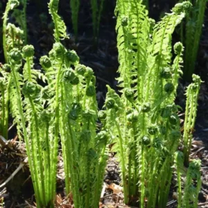 5 Ostrich Fern Rhizomes - Matteuccia Perennial Deciduous Fern for Shade - Image 3
