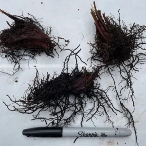 5 Ostrich Fern Rhizomes - Matteuccia Perennial Deciduous Fern for Shade - Image 5