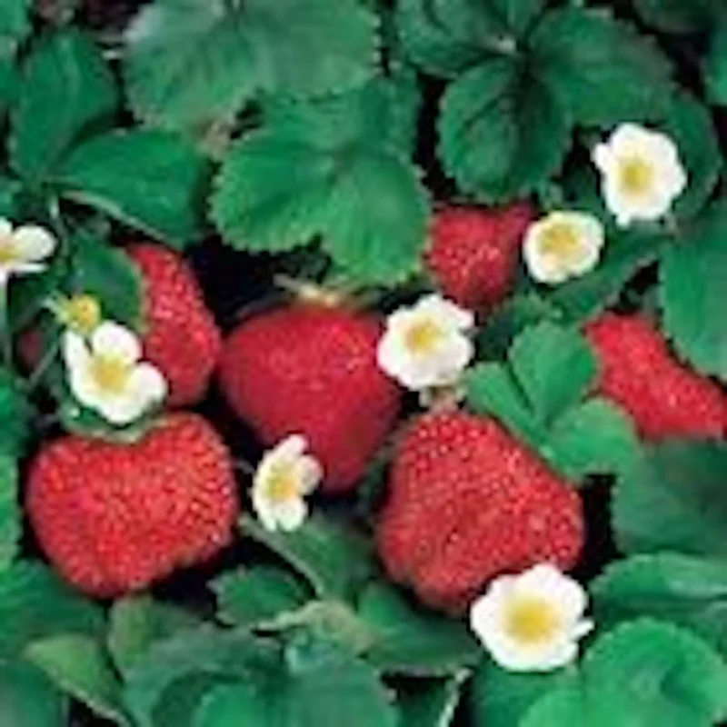 Ozark Beauty Everbearing Strawberry Plant - Perennial Fruit