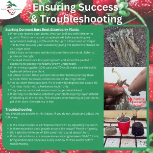 5 Ozark Beauty Strawberry Bare Root Plants – Everbearing, Sweet Red Berries - Image 5