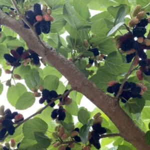 5 Pakistan Mulberry Tree Starter Plugs - Morus macroura - Fast Growing Fruit Tree - Image 3