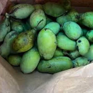 5 Pawpaw Tree Seeds - Organic Asimina triloba Native American Fruit Tree - Image 7