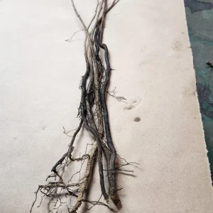 5 Persimmon Trees Bareroot 6-12" - Fruit Bearing Live Plants - Image 2