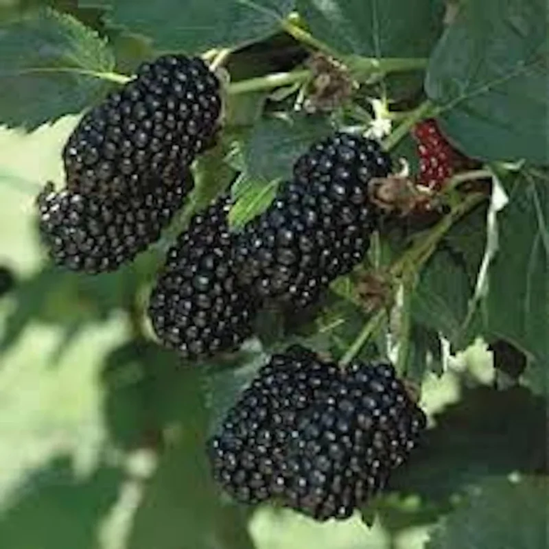5 Prime Ark 45 Blackberry Plant - Primocane Fruiting Bush