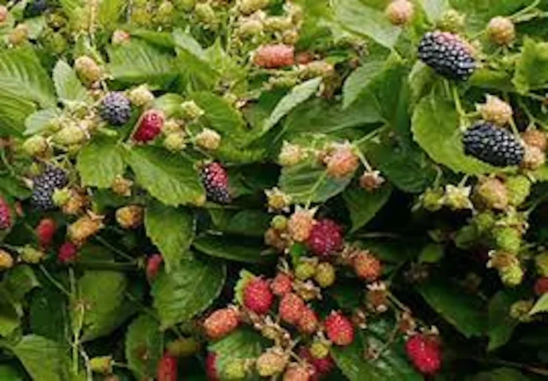 5 Prime Ark 45 Blackberry Plant - Primocane Fruiting Bush